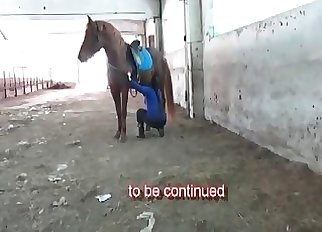 Marvelous brown horse in amazing zoophilia