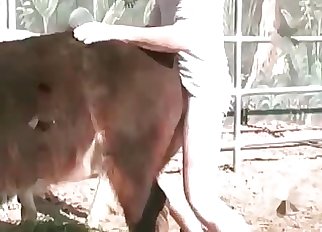 Trained horse indeed likes filthy bestiality XXX