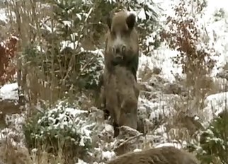Boar-like brutes fucking outdoors